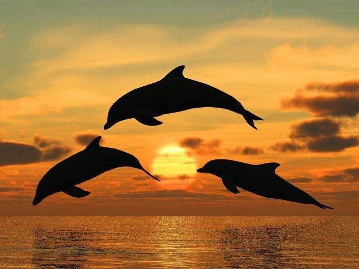 Dolphins At Sunset Dolfijnen