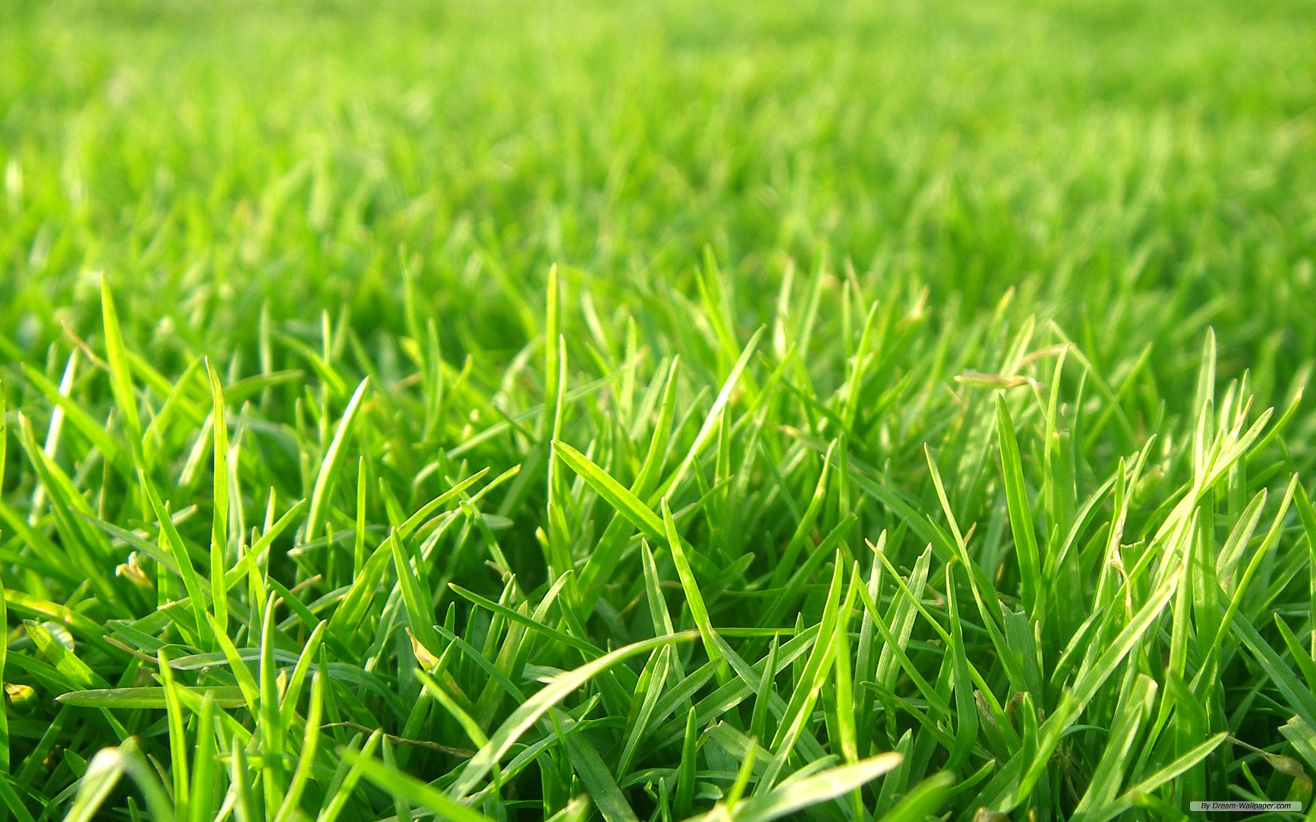 Wallpaper Grass Football Pitches