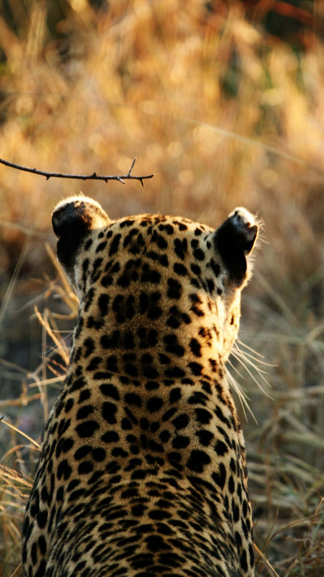 Animals iPhone Wallpaper