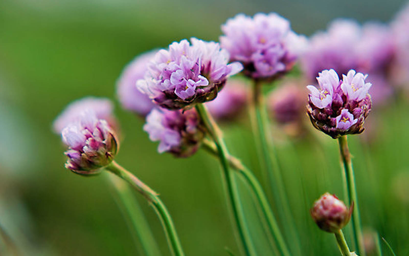 Wildflower Wallpaper