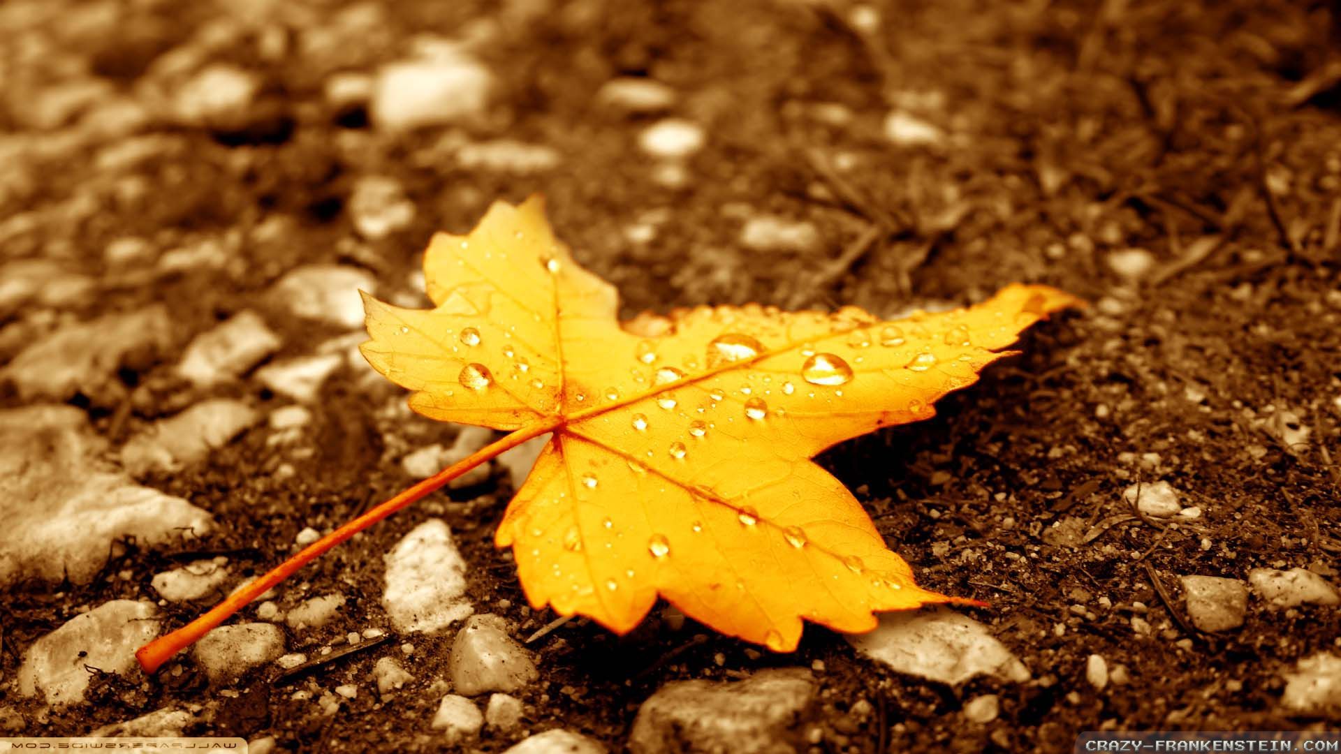 Autumn Fall Leaves Wallpaper HD Background Screensavers