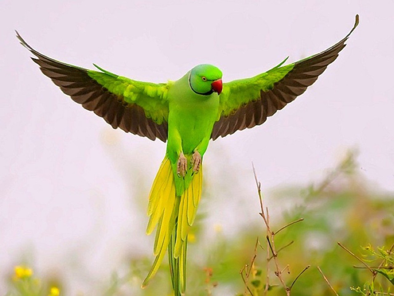 Green Parrot Flying HD Wallpaper Background Image