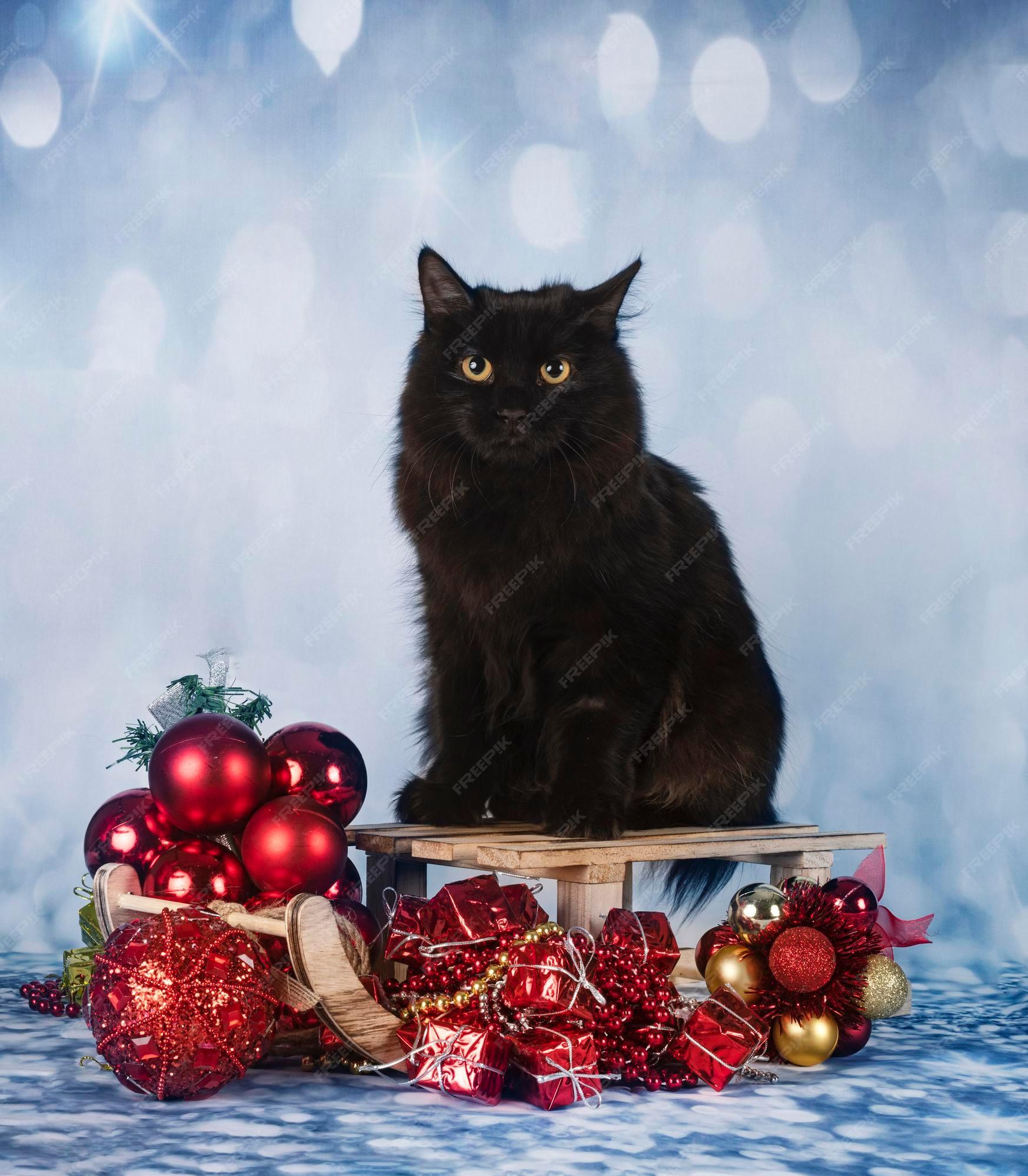 Premium Photo Young Kurilian Bobtail In Front Of Christmas