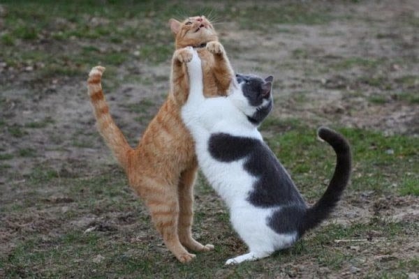Cute Funny Animalz Funny Animals With Dancing Images And Wallpapers