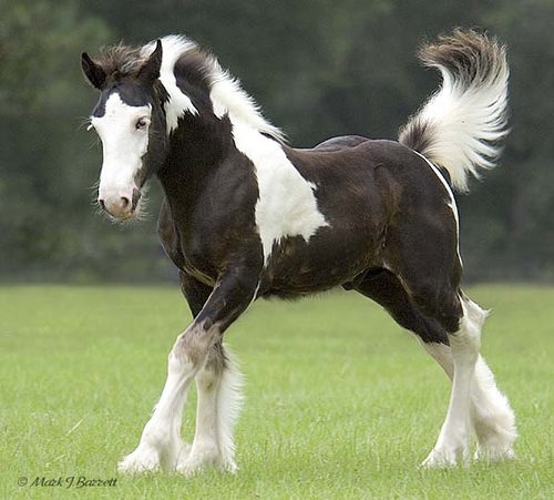 PHOTOPOSTS BLOG Beautiful horse pictures 500x451