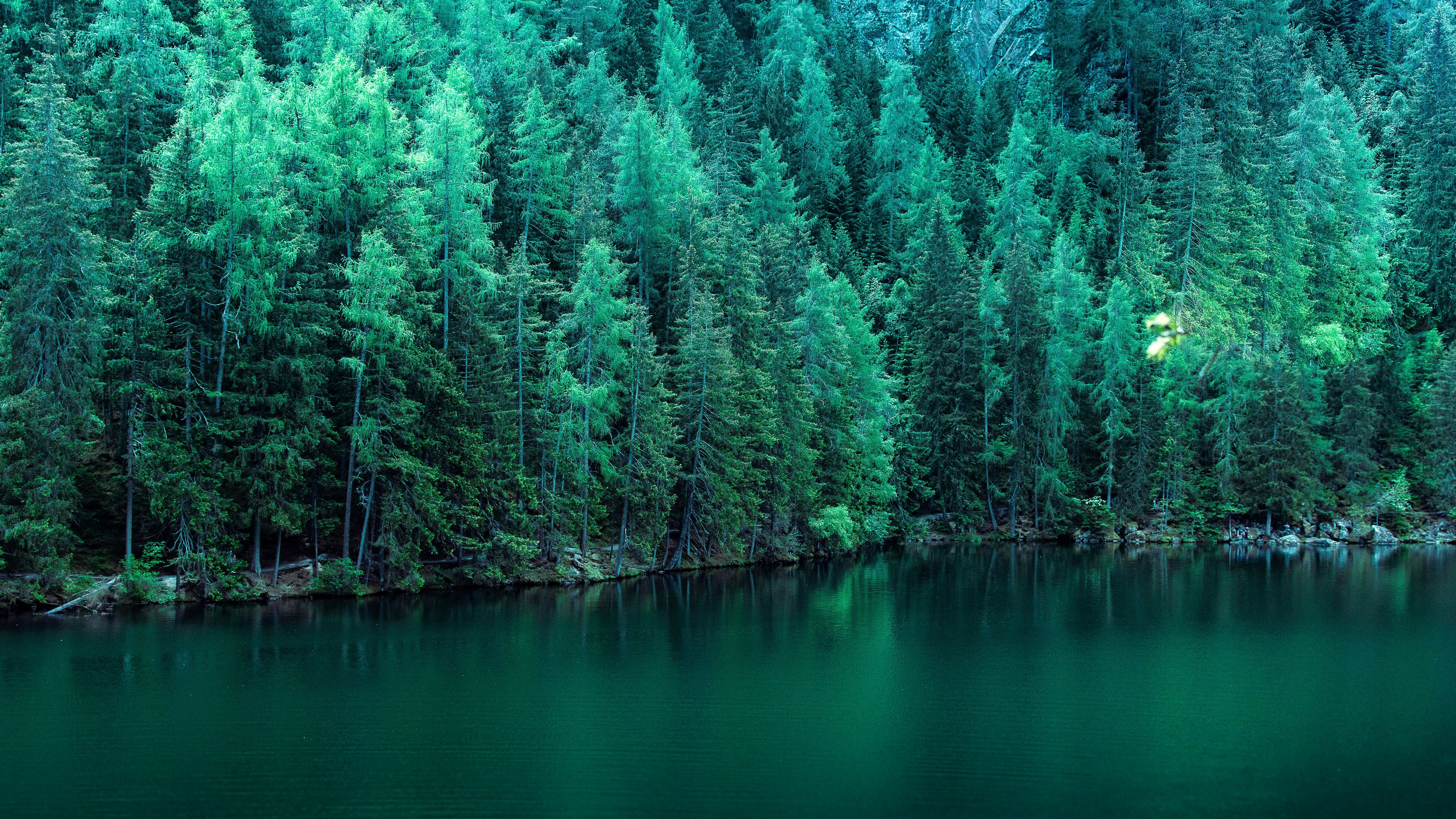 Pine Trees Along Lake 4k Wallpaper