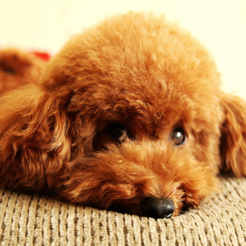Dog wallpaper for ipad mini Top 10 Size1024x1024