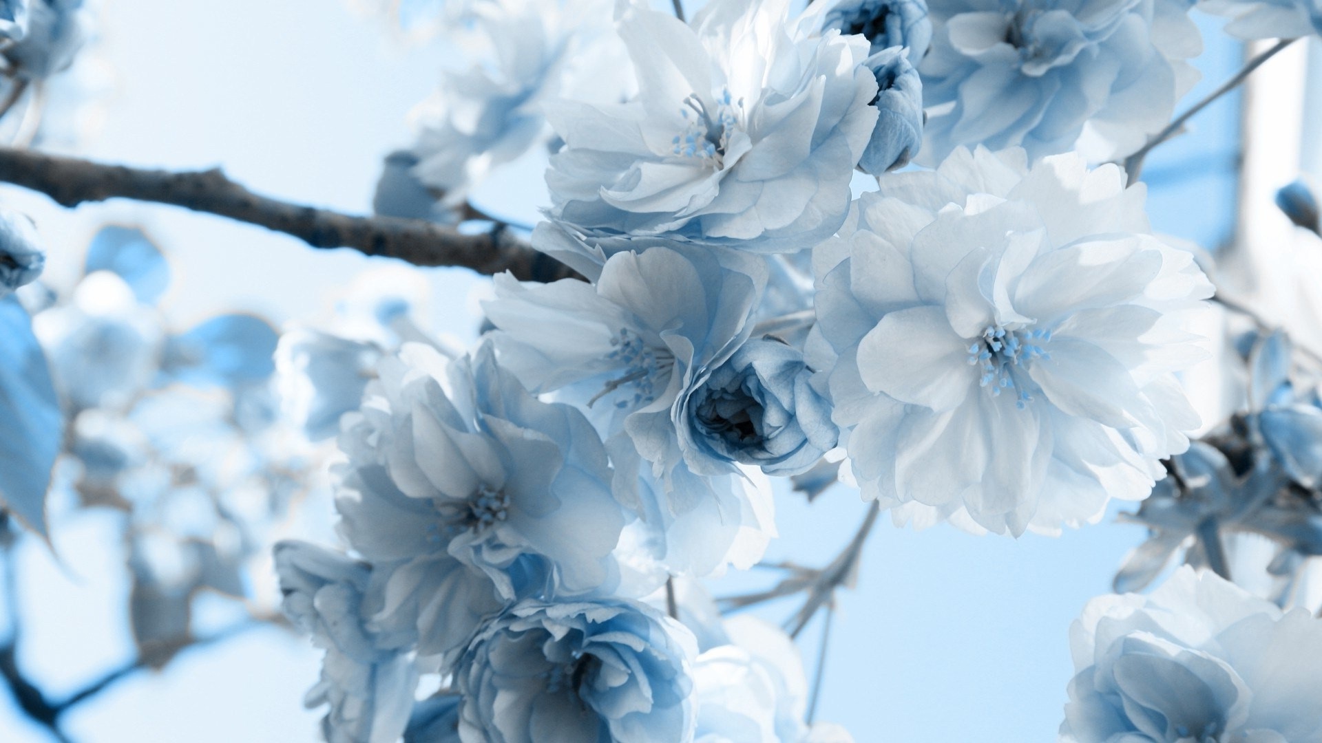 Blue Flowers HD Wallpaper Background