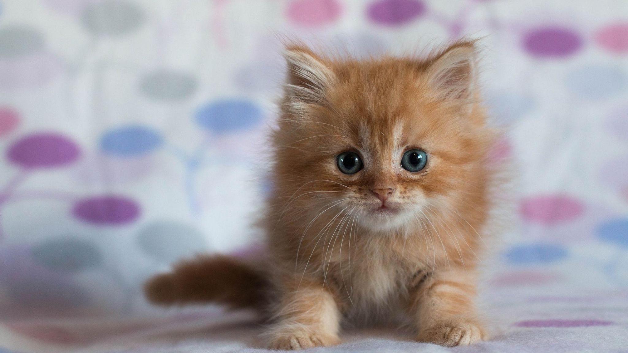 Animals Kitten Cute Cat HD Wallpaper Desktop