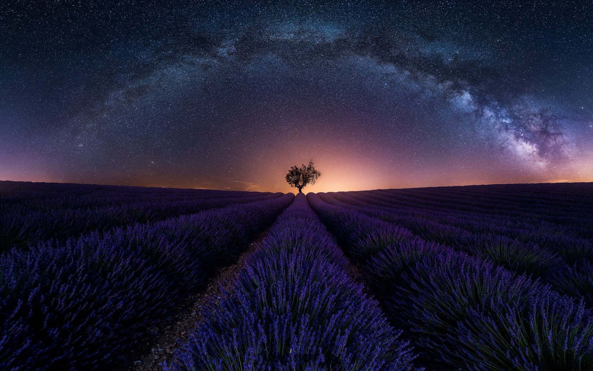 Lavender Field Wallpaper