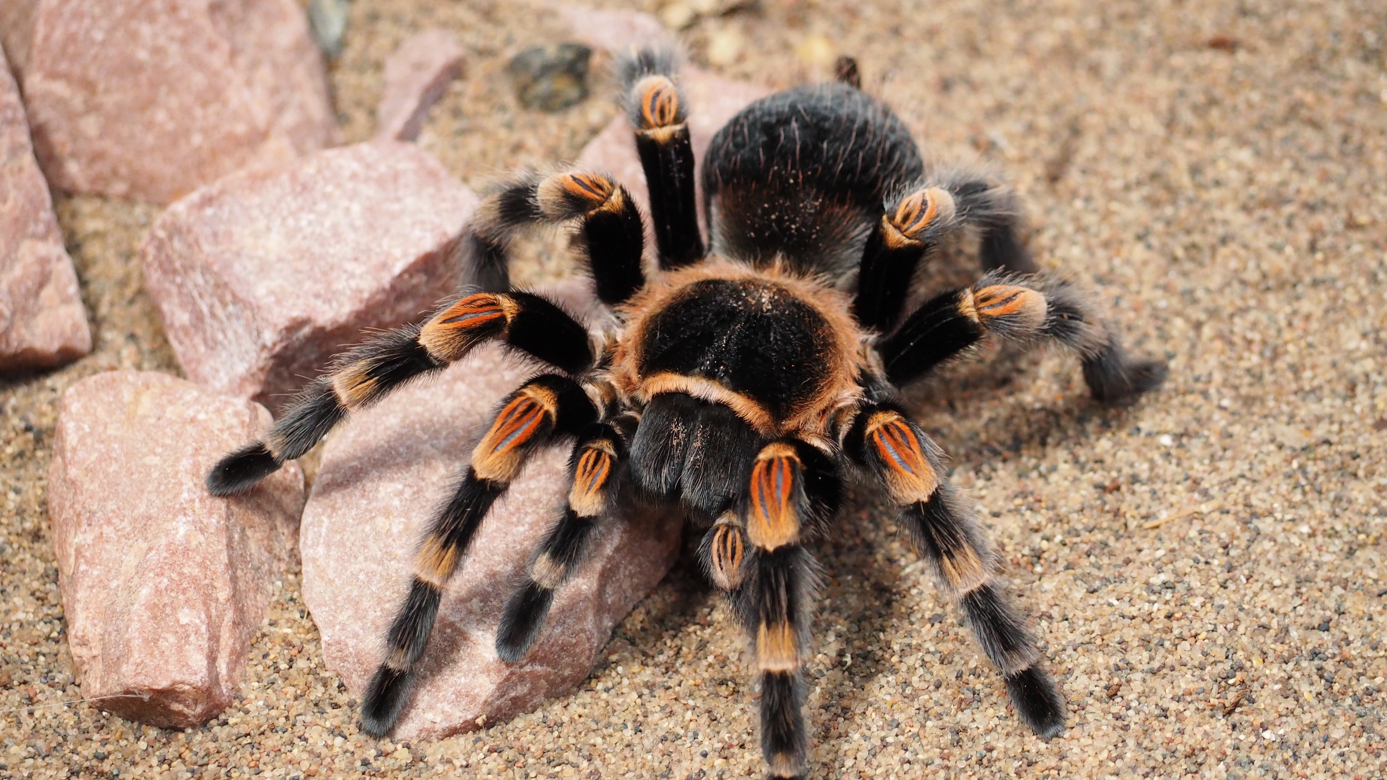 Arachnid HD Wallpaper Background Image