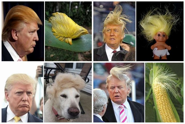 Donald Trump Hair Pare With Things Funny Photos To Smile