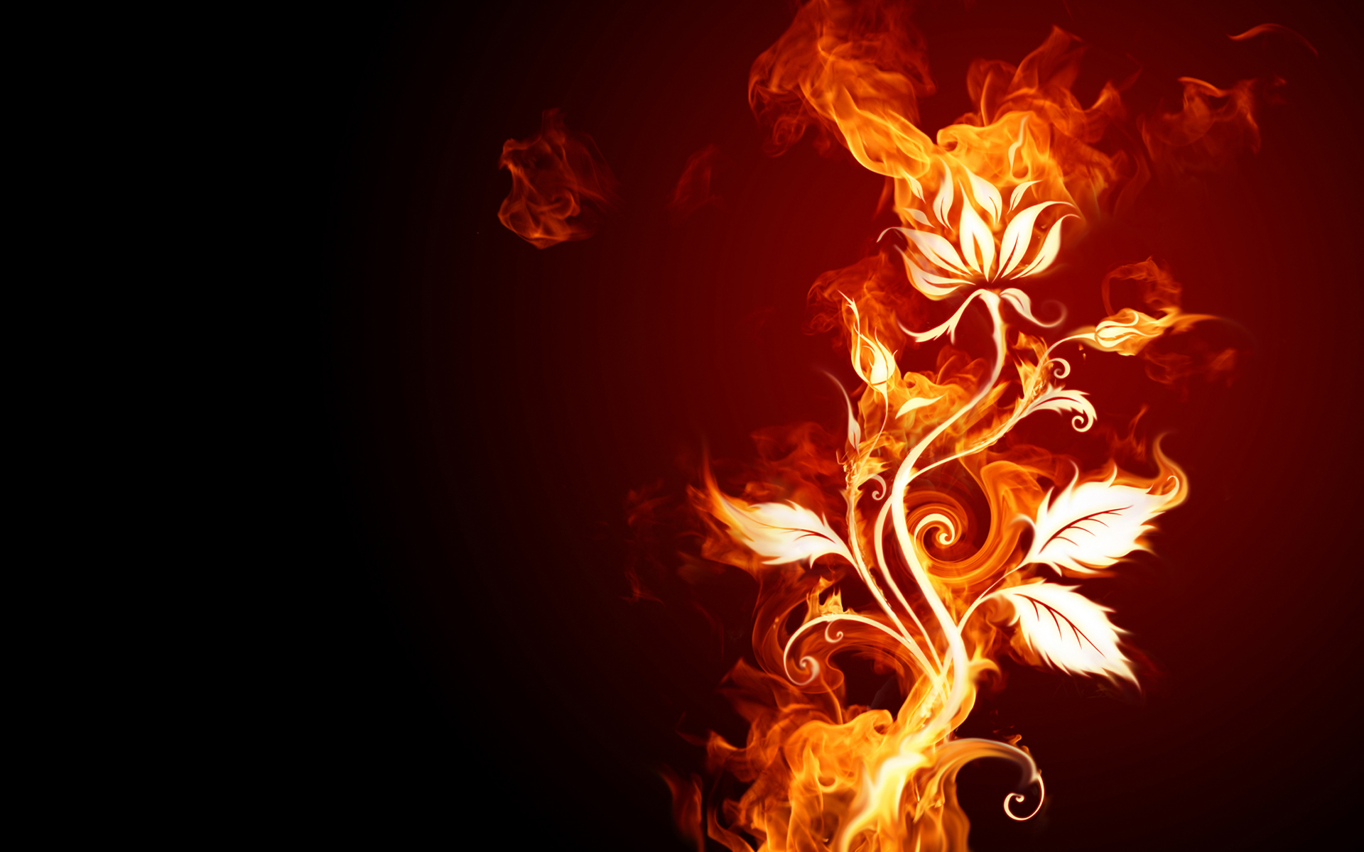 Fiery Flower Wallpaper And Image Pictures