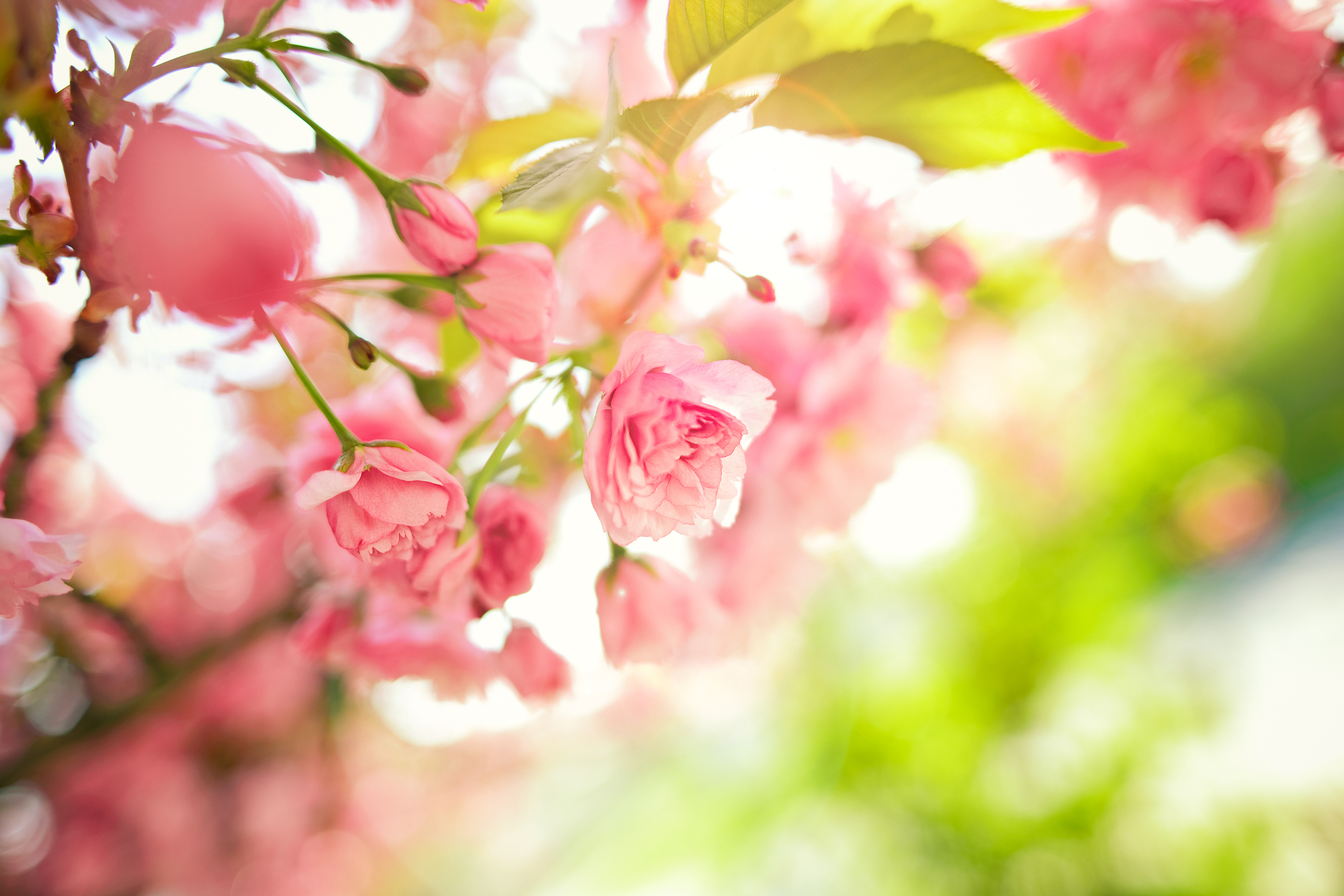 Free download 4K wallpaper pink flowers leaves branches tree pink spring [5616x3744] for your