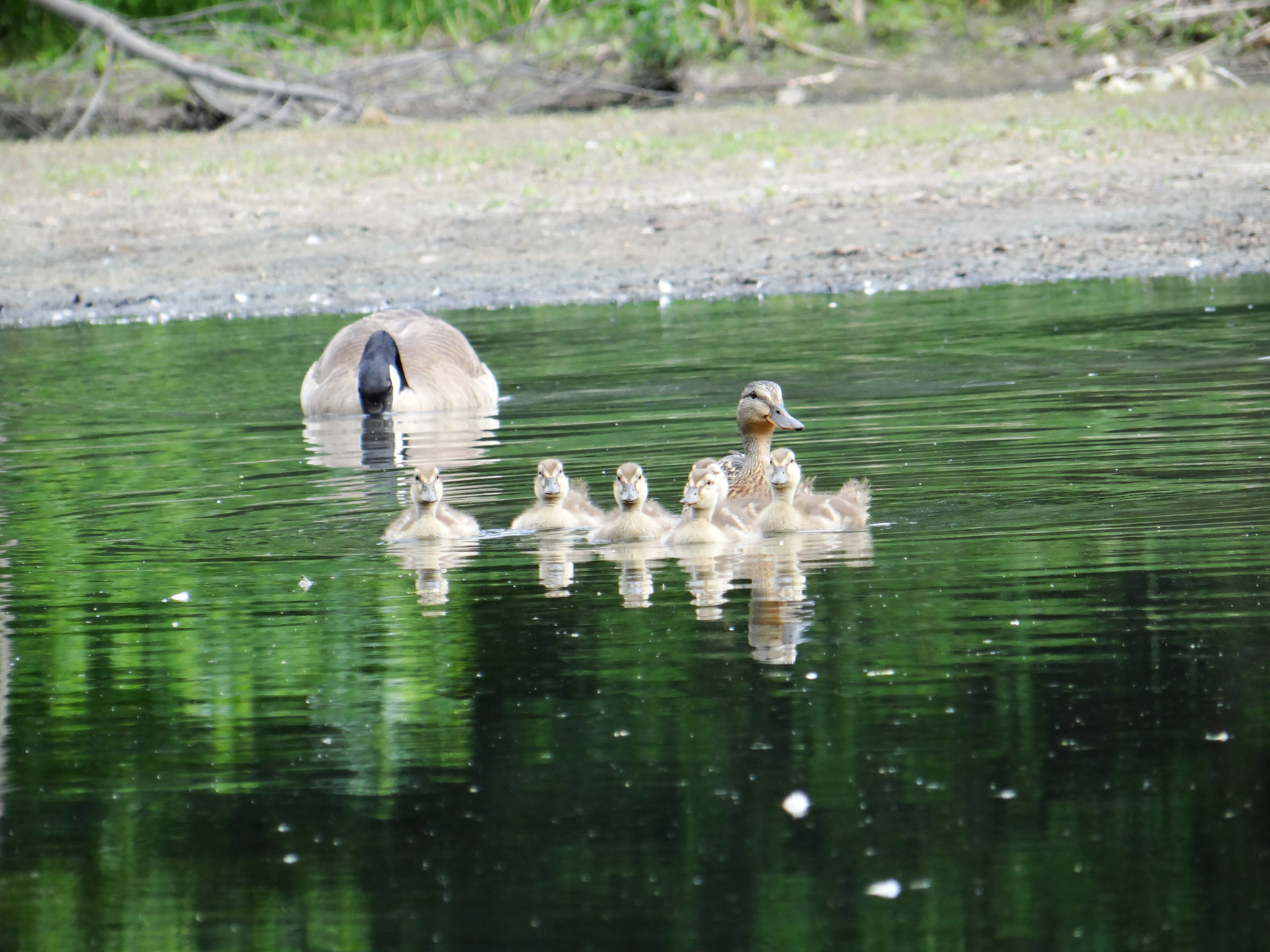 Photo Of Goose Lurking Background Ducklings Mother