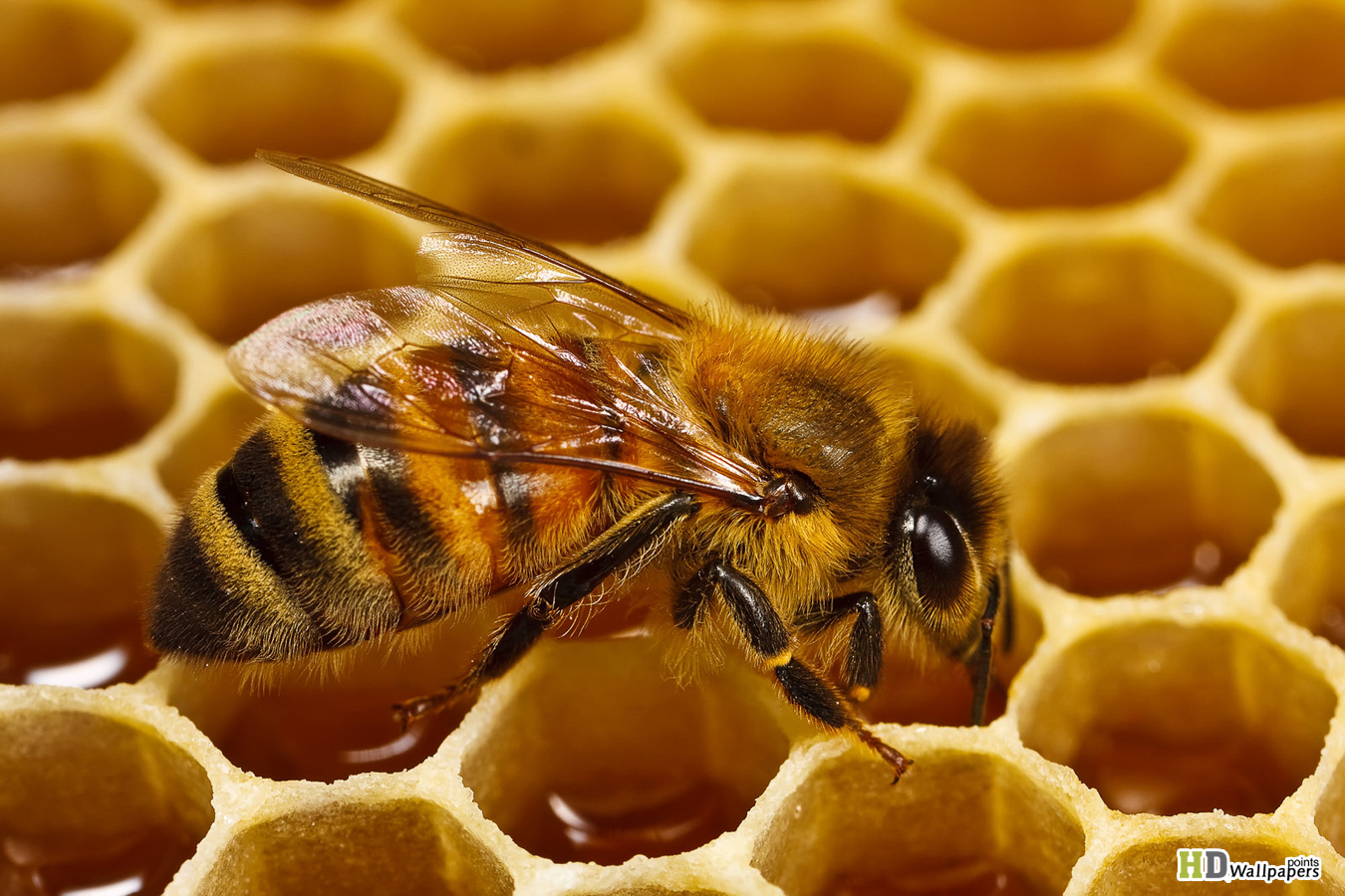 Honey And Cinnamon Bee HD Wallpaper