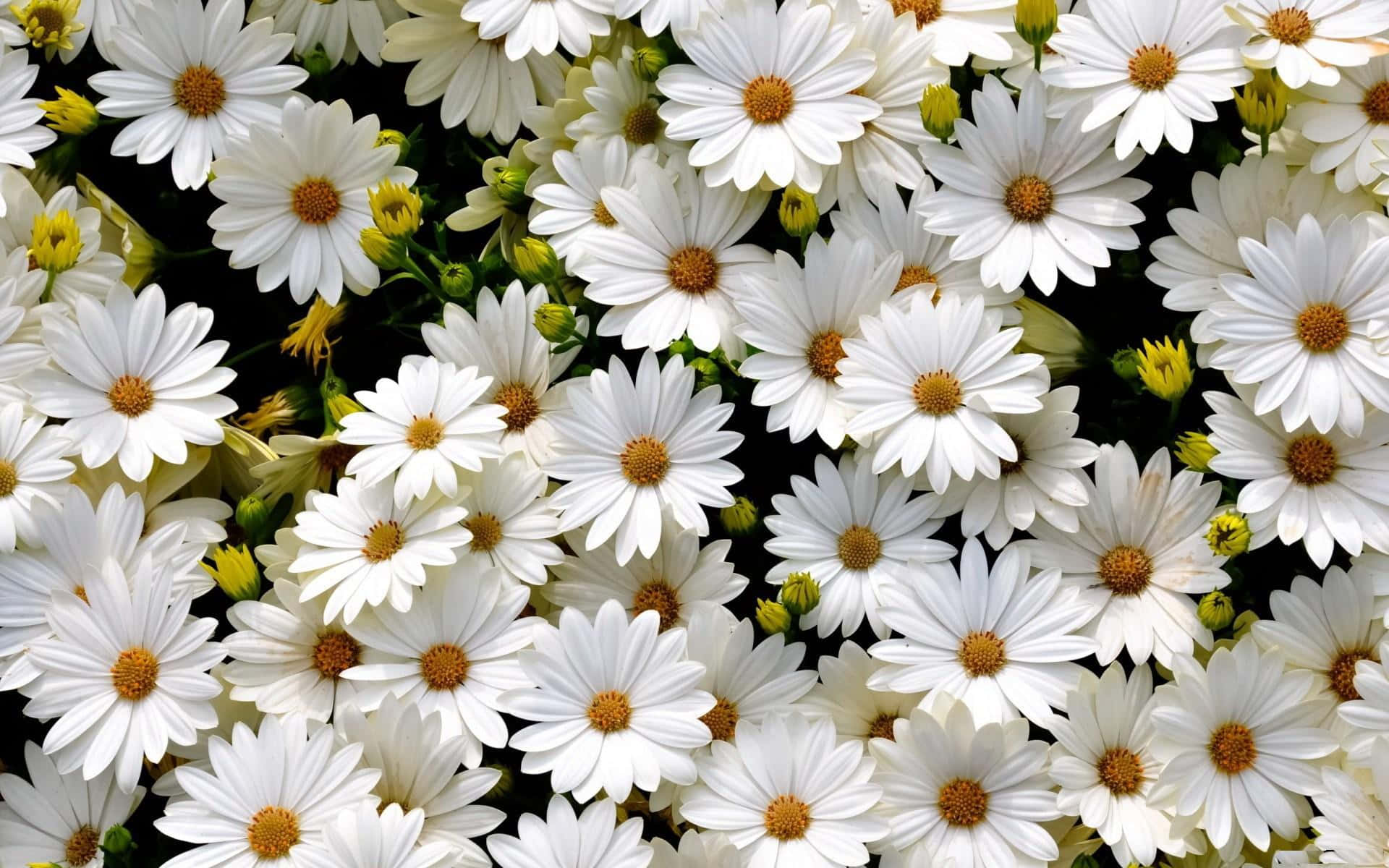 Daisy Aesthetic Computer Wallpaper