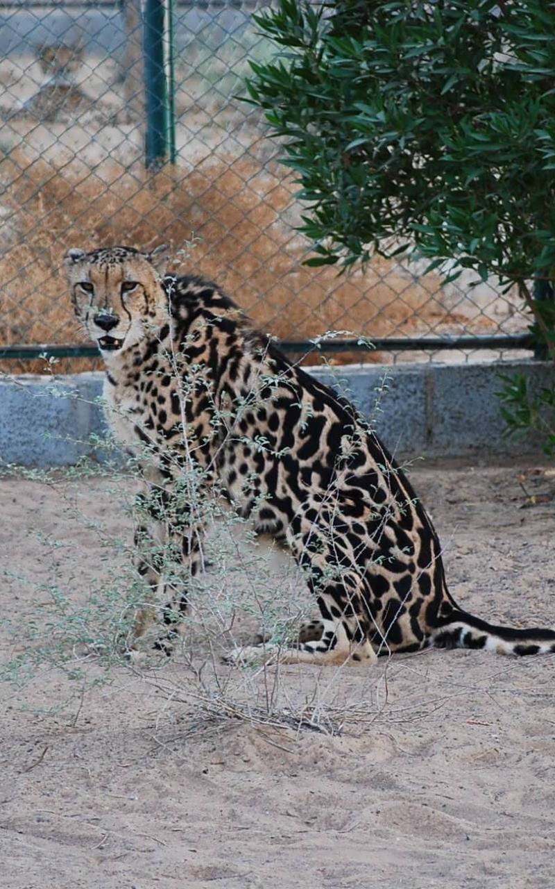 Animals King Cheetah Wallpaper