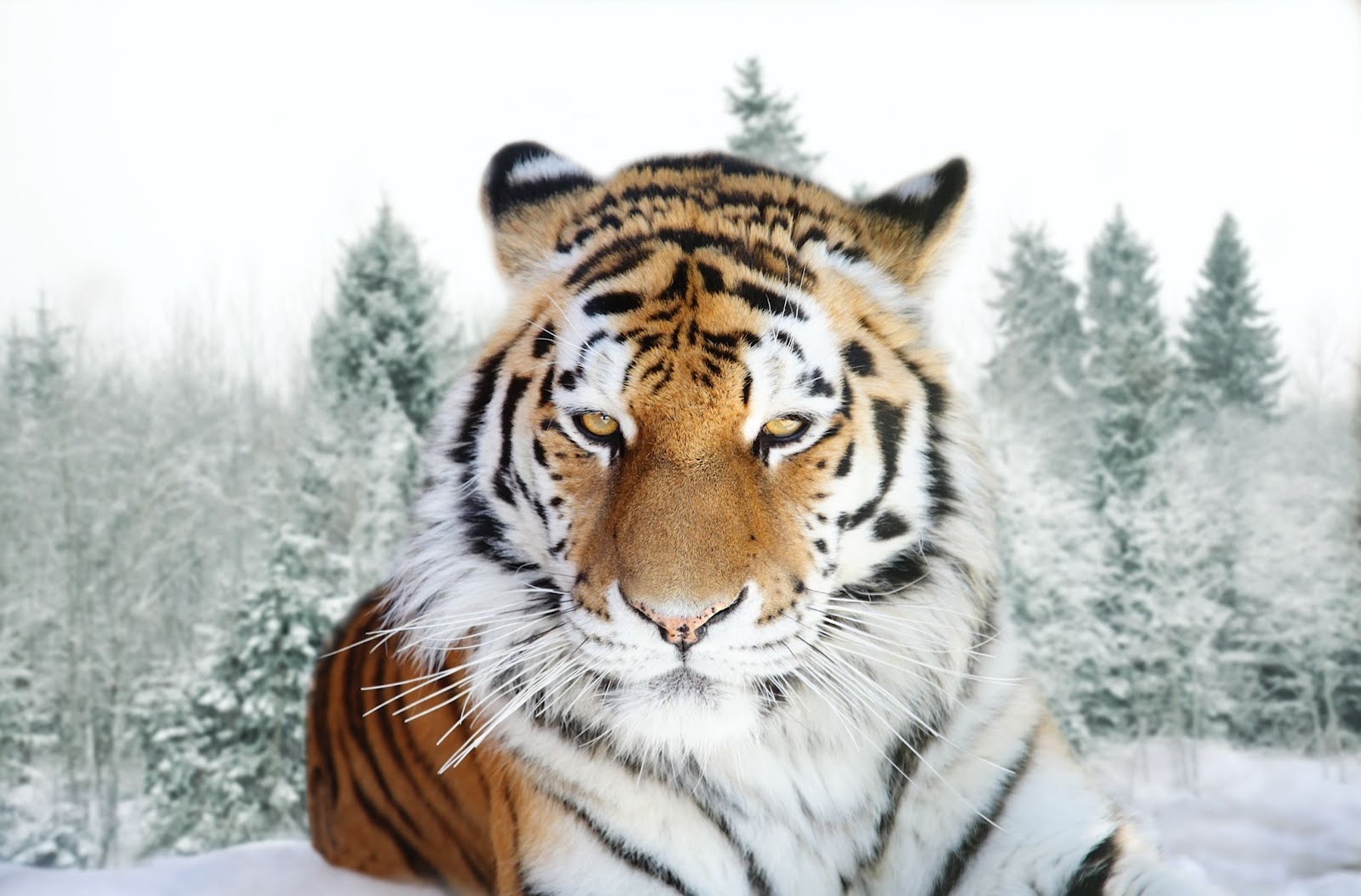 Amur Tiger Siberian Jpg