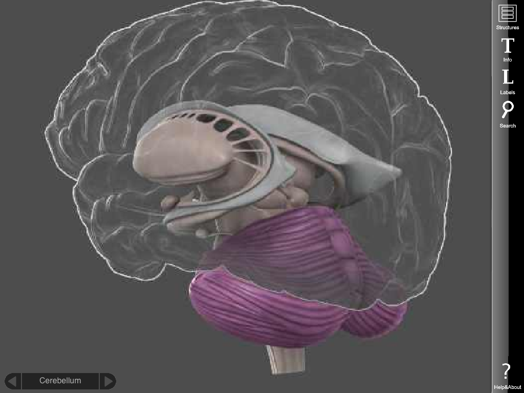 Brain Posts Neuropsychology And The Cerebellum Part I