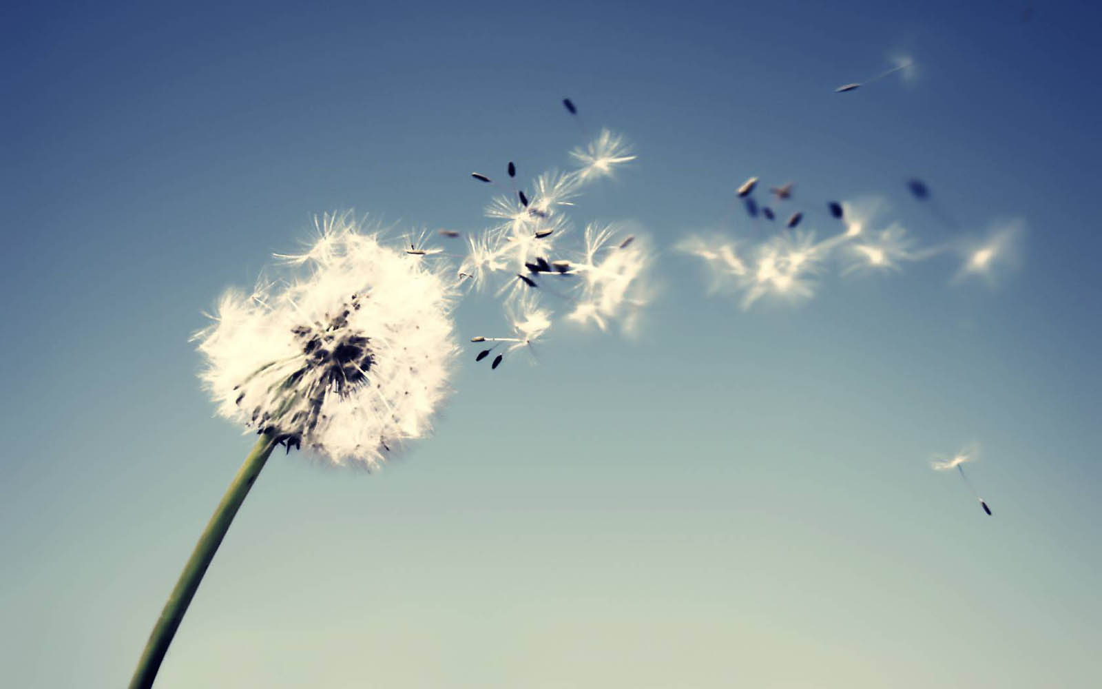 Tag Dandelion Flowers Wallpapers BackgroundsPhotos Images and