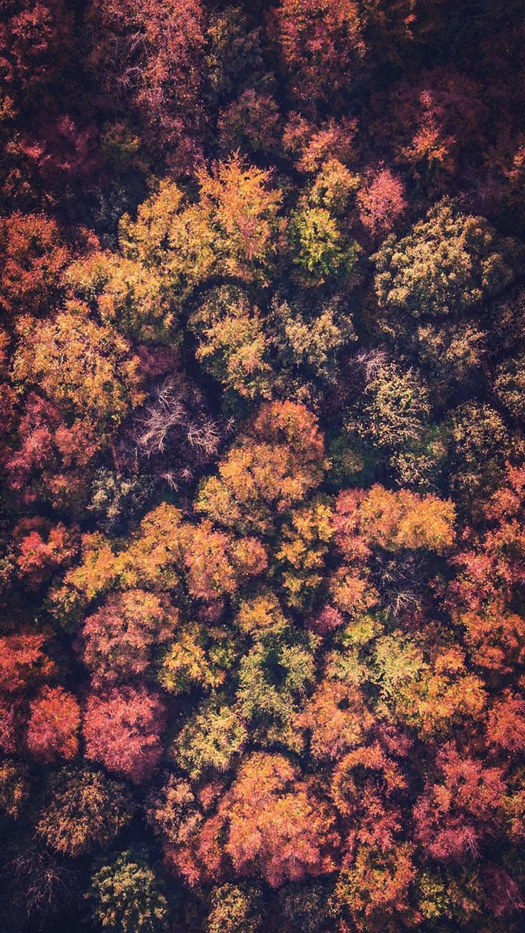 Gorgeous Happy Fall iPhone X Wallpaper Preppy