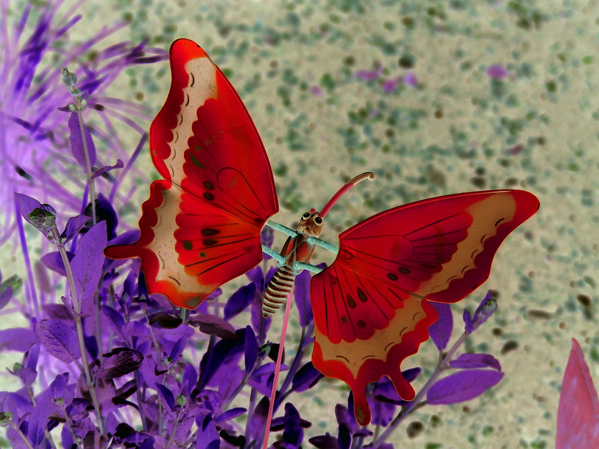 Red Butterfly Image Of Wallpaper