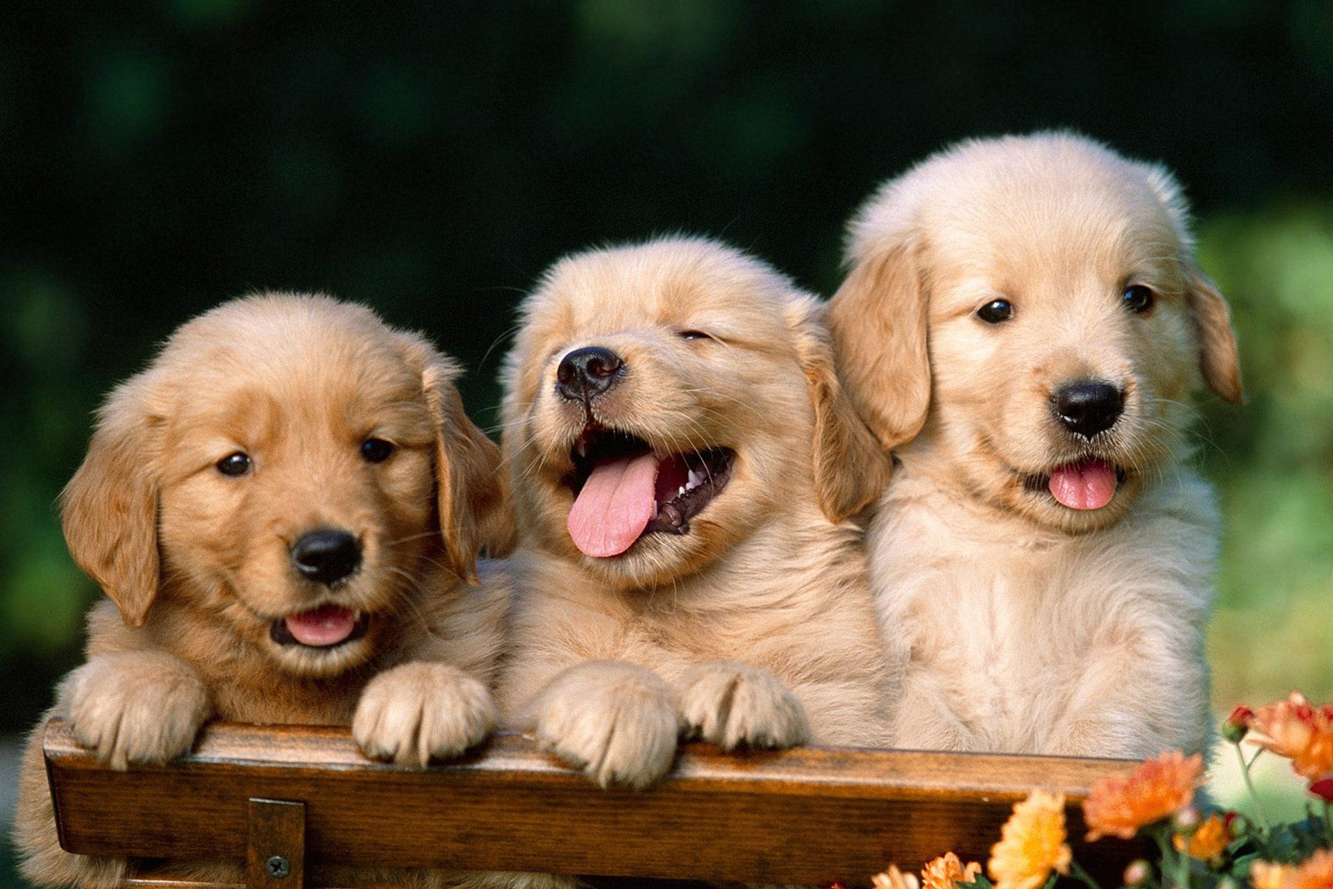 Cute Puppies Wallpaper HD
