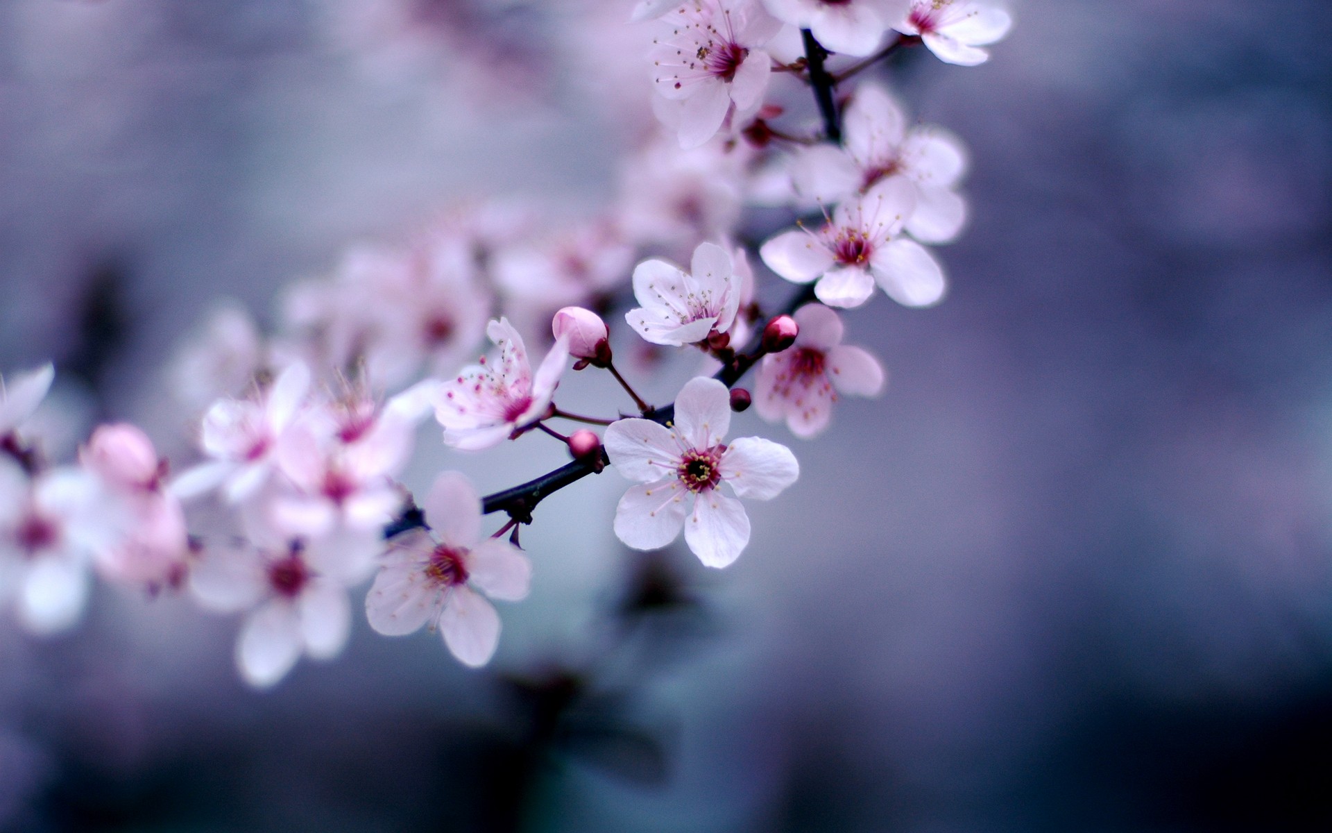 Cherry Blossom Desktop Wallpaper Pre Wallcaper