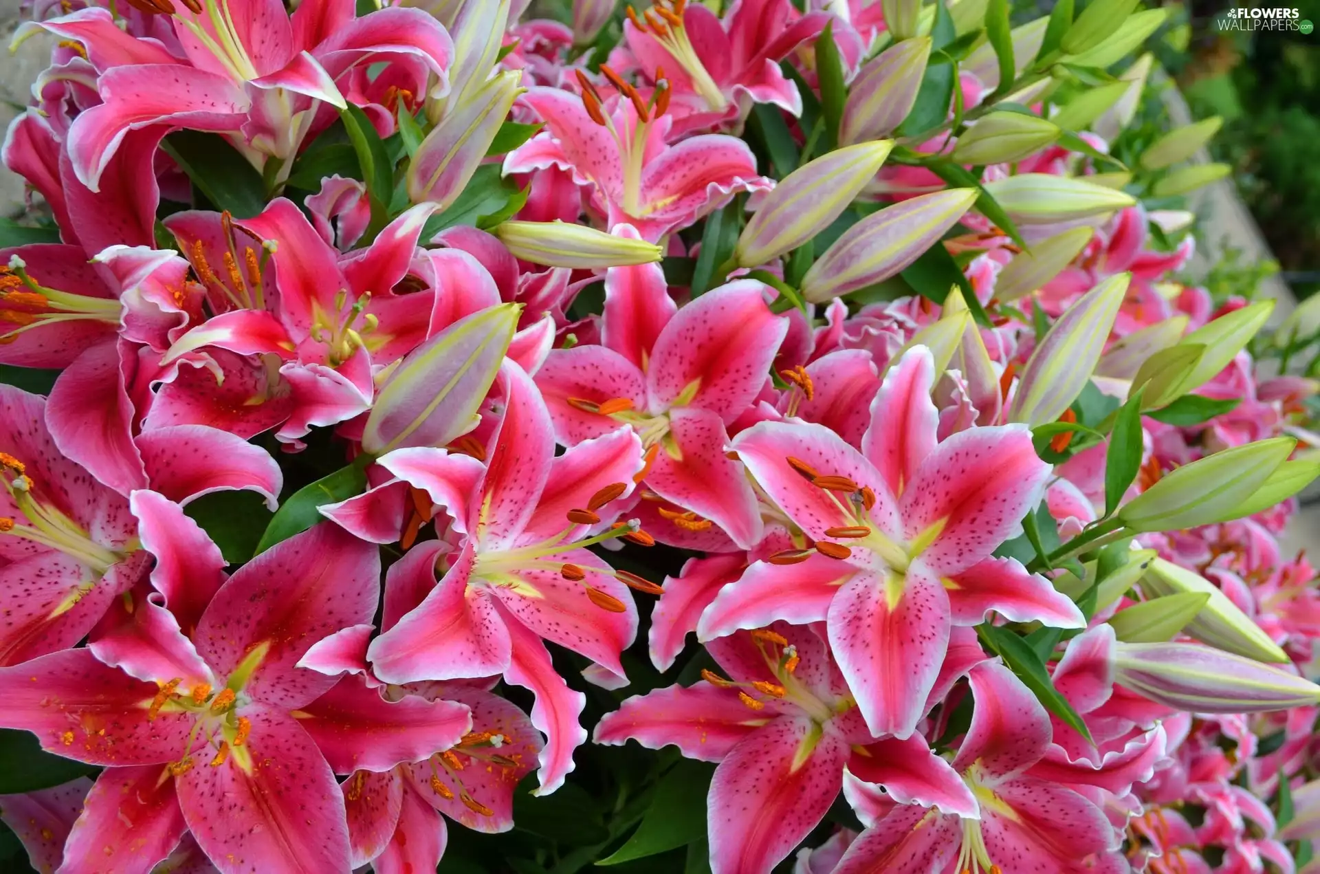 Bouquet Tiger Lily Wallpaper