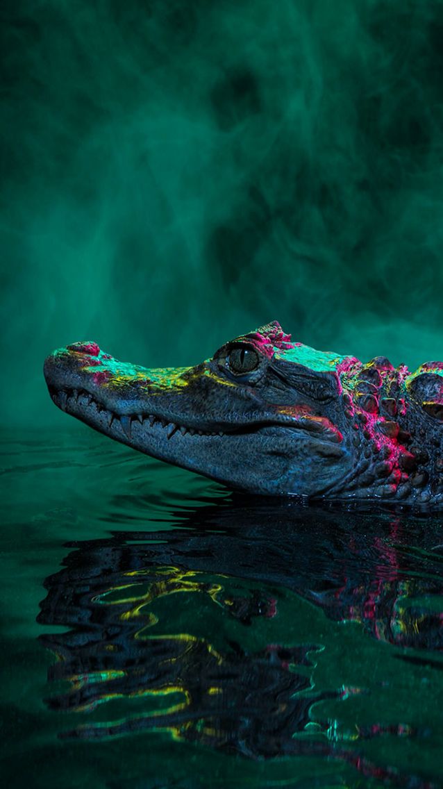 Reptile Alligator Animals wallpaper  FREE Best pics
