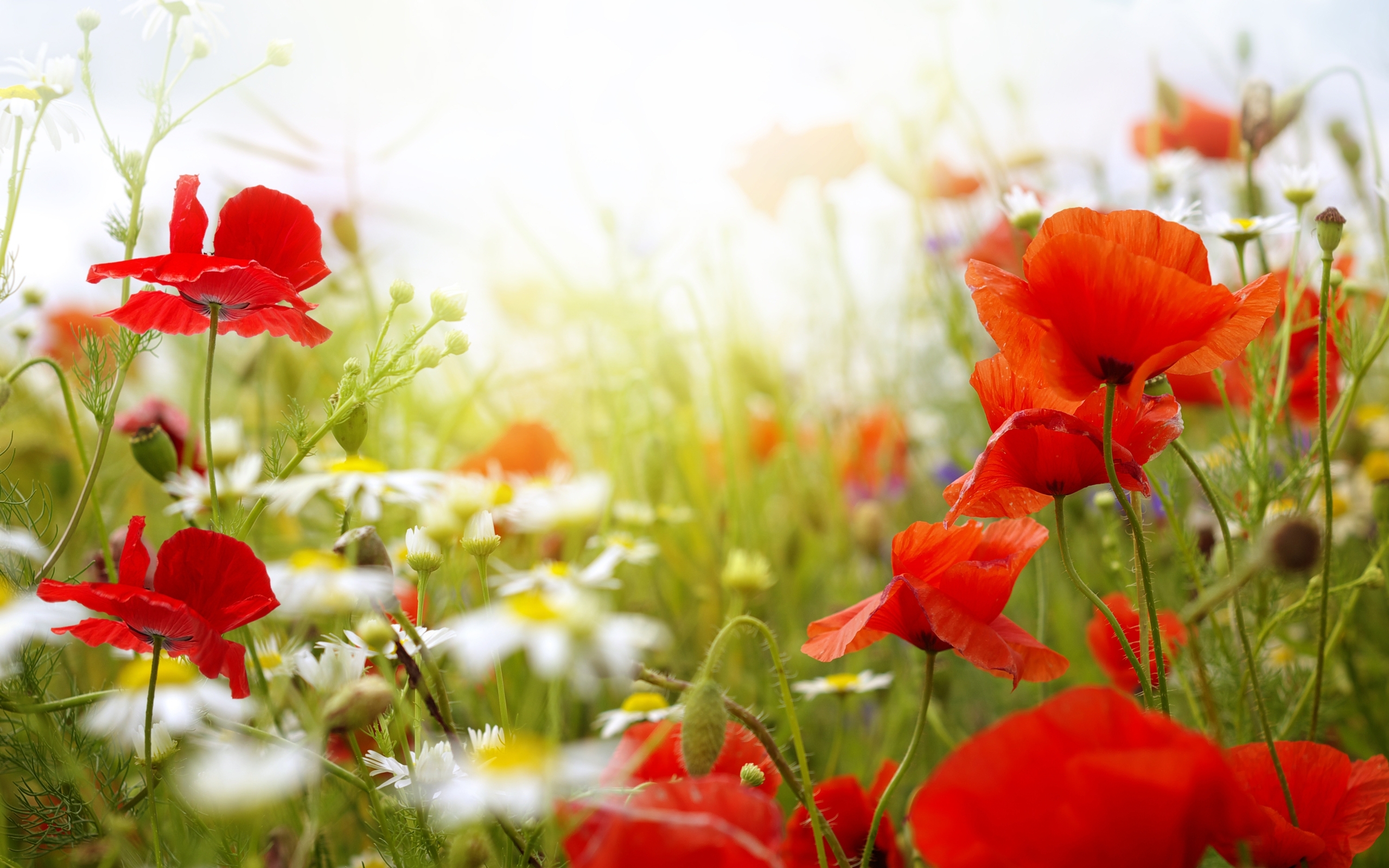 Colorful Poppy Flowers Wallpapers 2560x1600