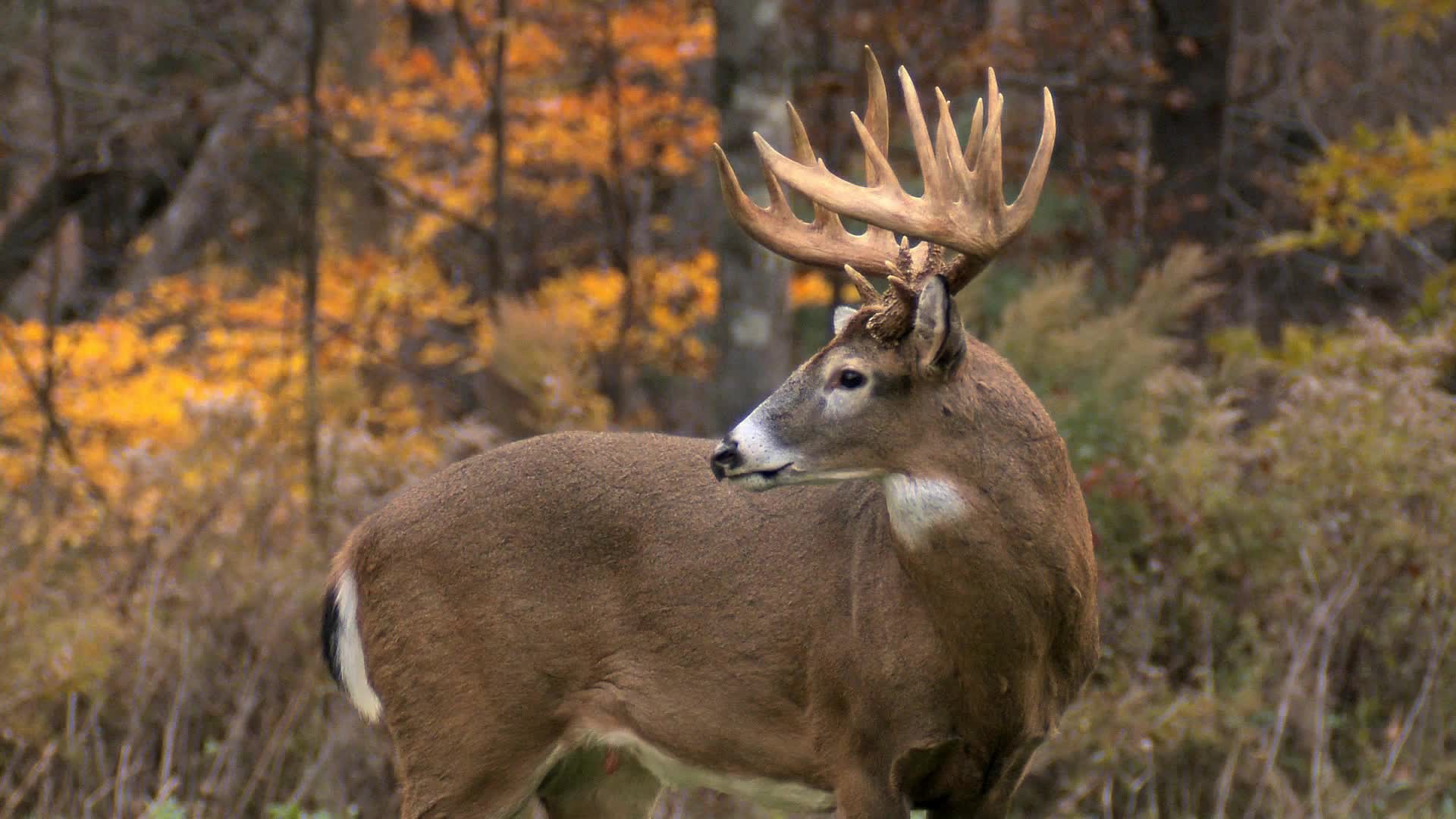 Whitetail Deer Wallpaper