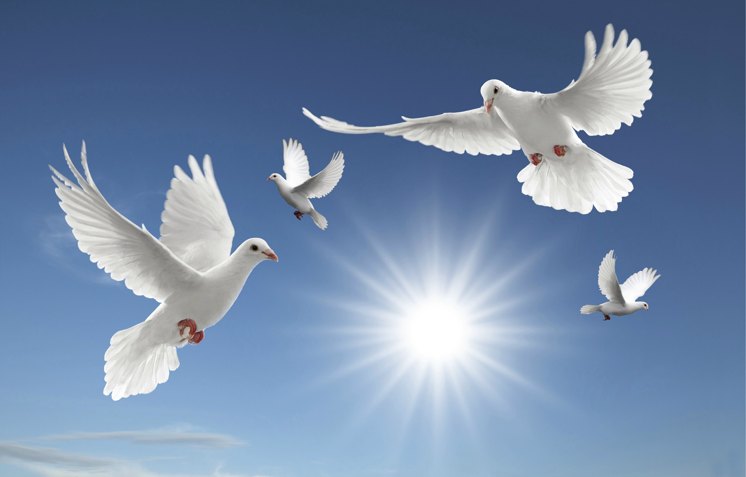 Doves Clip Art On Clipart Library