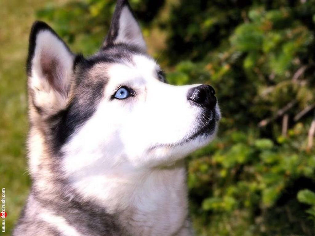 Siberian Husky Dogs Wallpaper