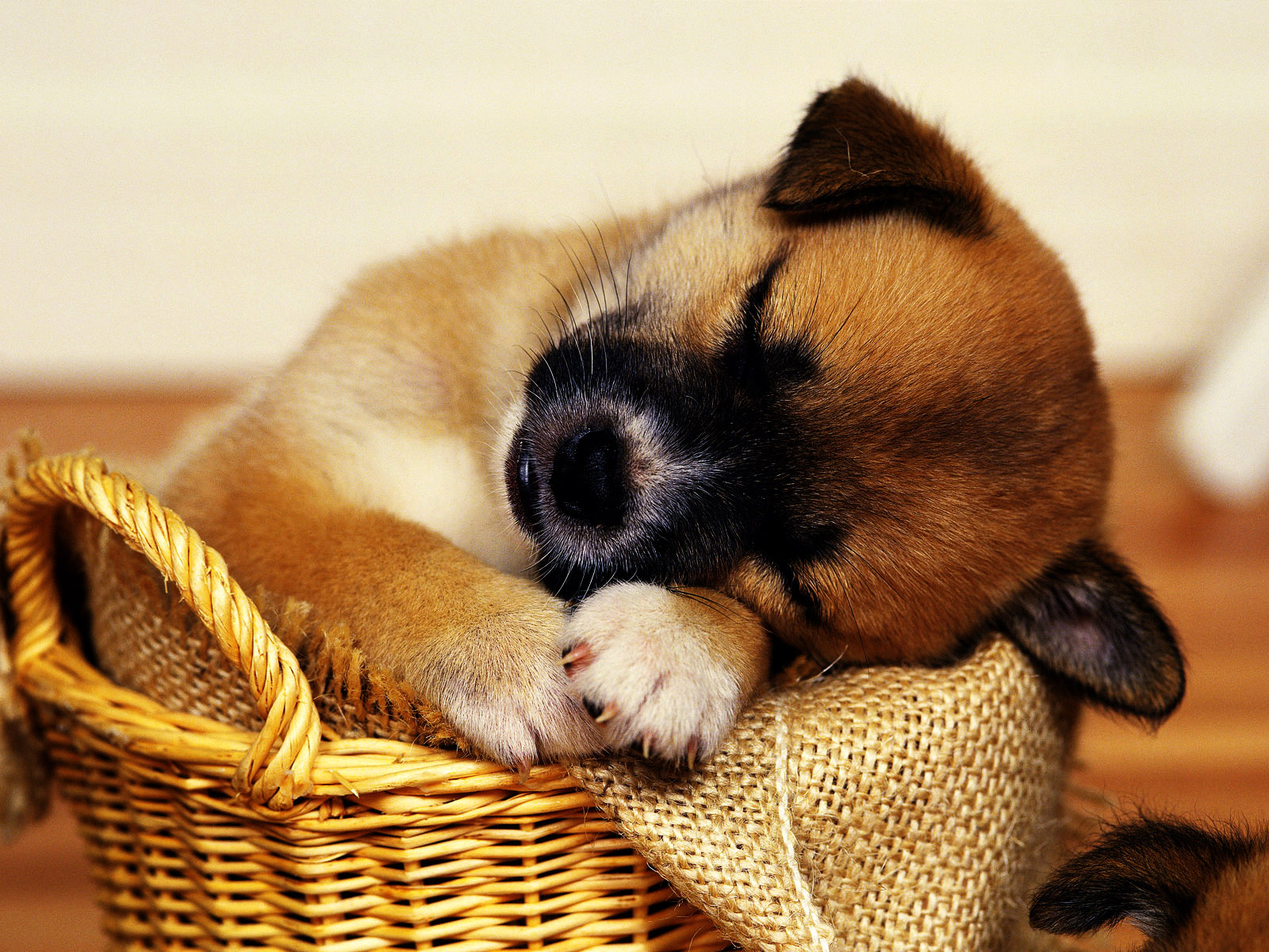 Cute Puppies HD Wallpaper Collection