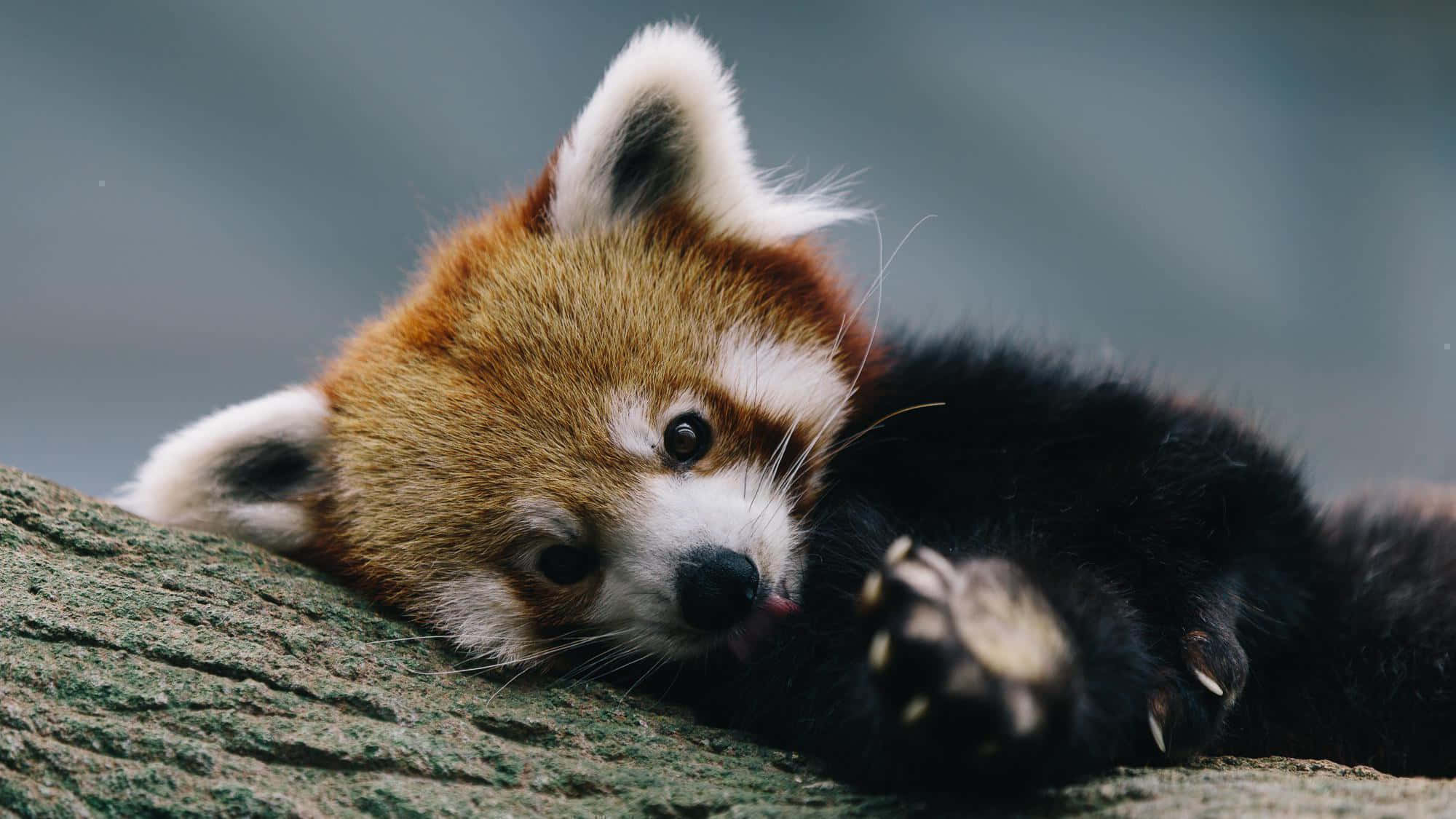 Cute Red Panda Picture X Wallpaper