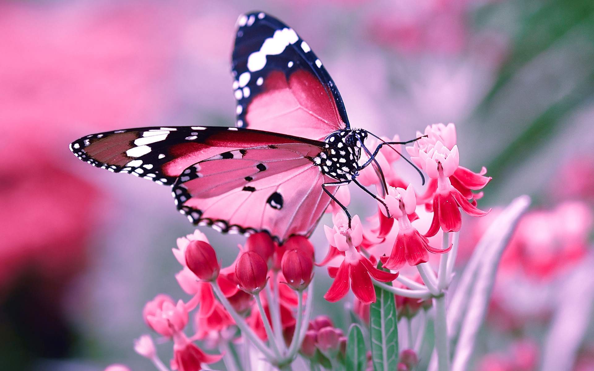 Pink Butterfly Wallpaper Group