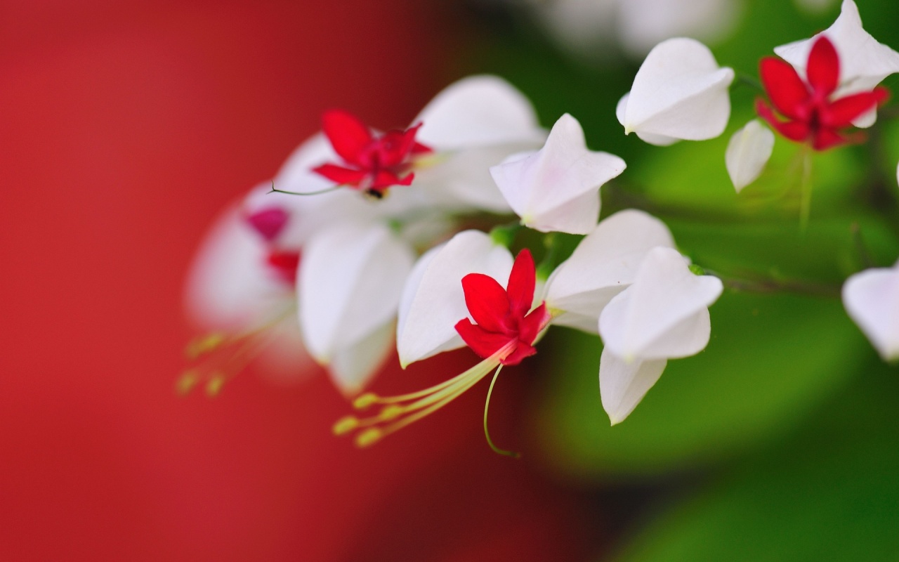 Very Cute Little Flowers 1280 x 800 Download Close