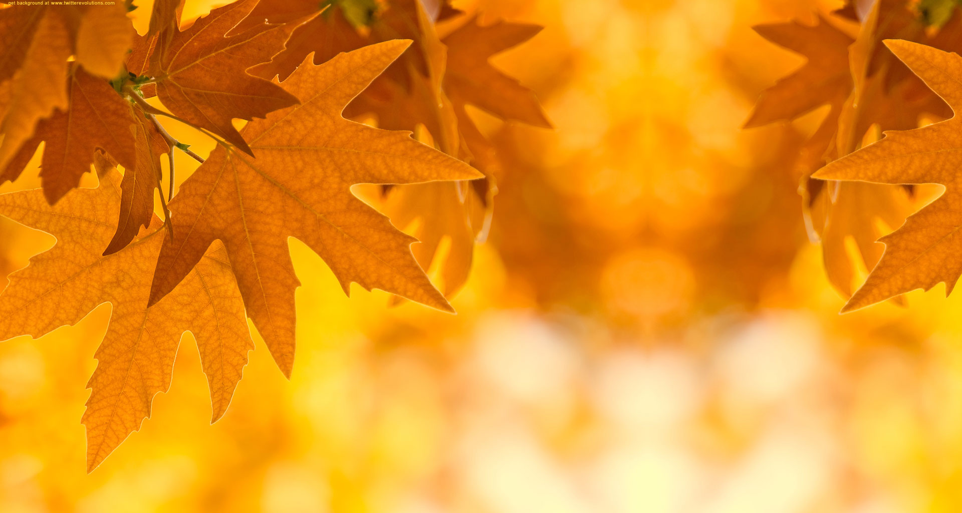 Autumn Leaves Background Background