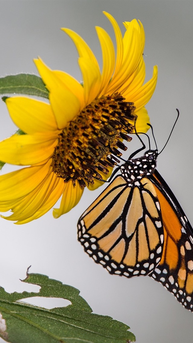 Wallpaper Sunflower Butterfly Picture Image