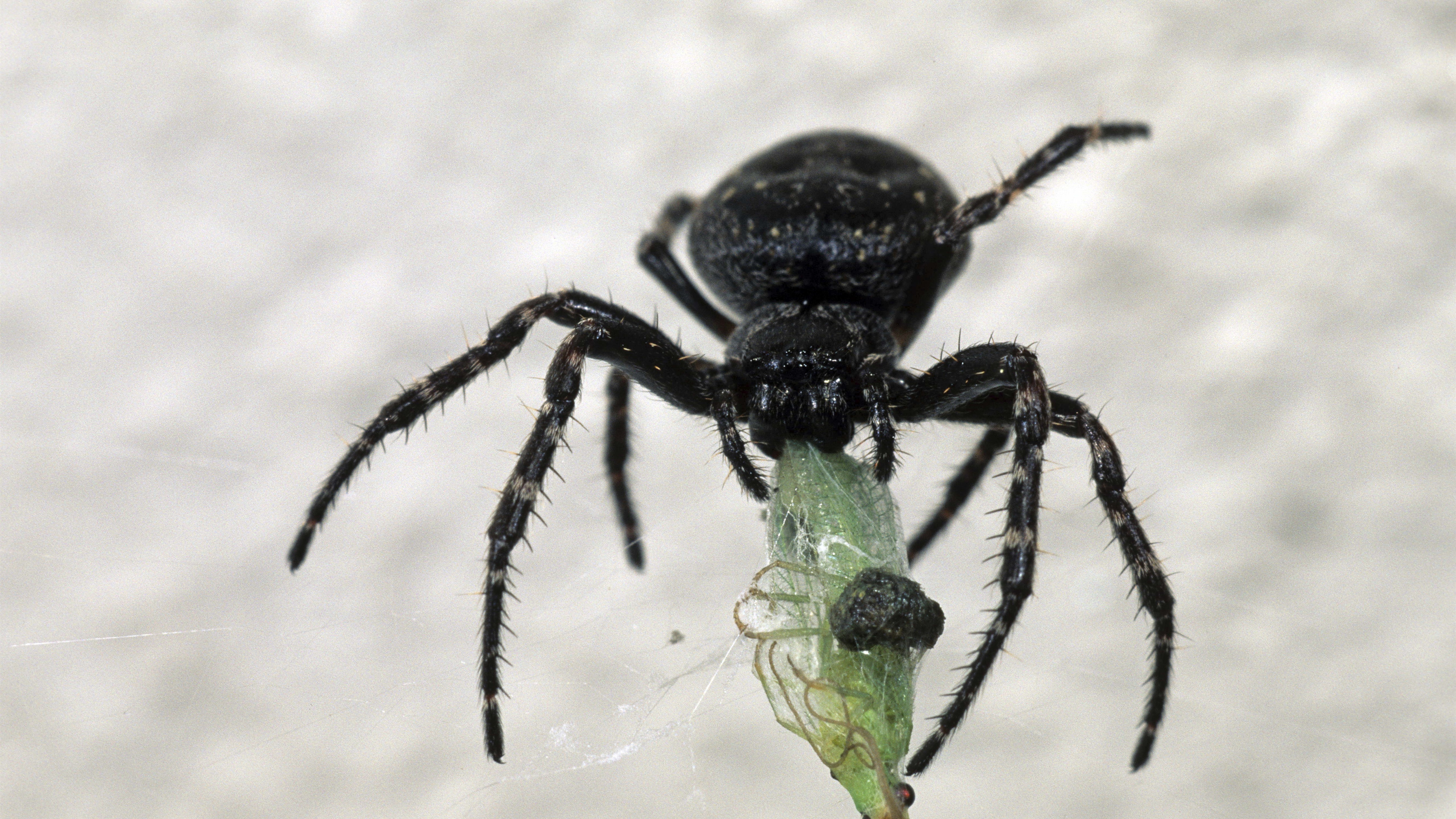Wallpaper Black Spider Insect UHD 5k Picture Image