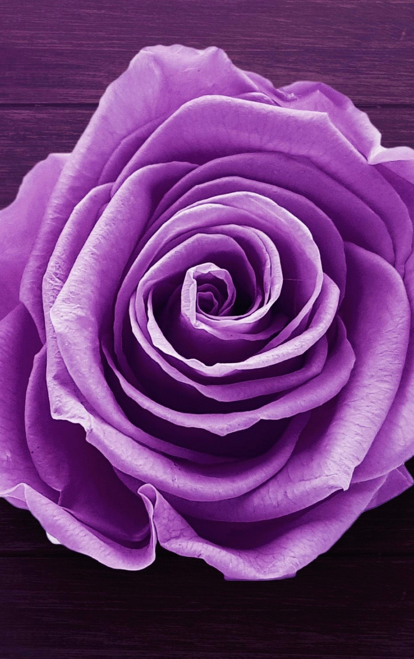 Purple Flower Rose Wallpaper iPhone