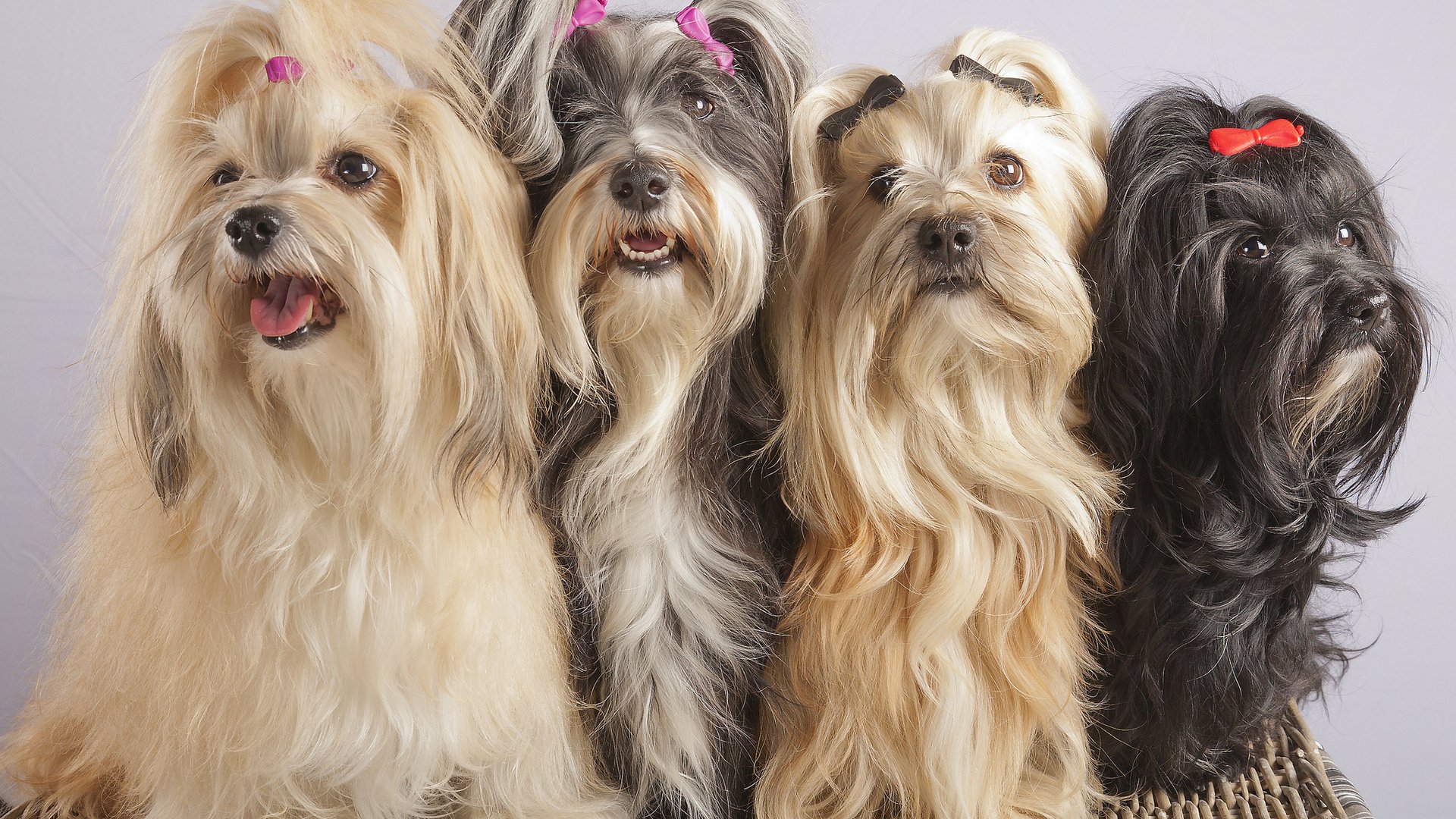 Dogs Cute Animal Buckle Wallpaper