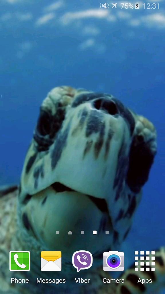 Turtle 4k Video Live Wallpaper Gratis