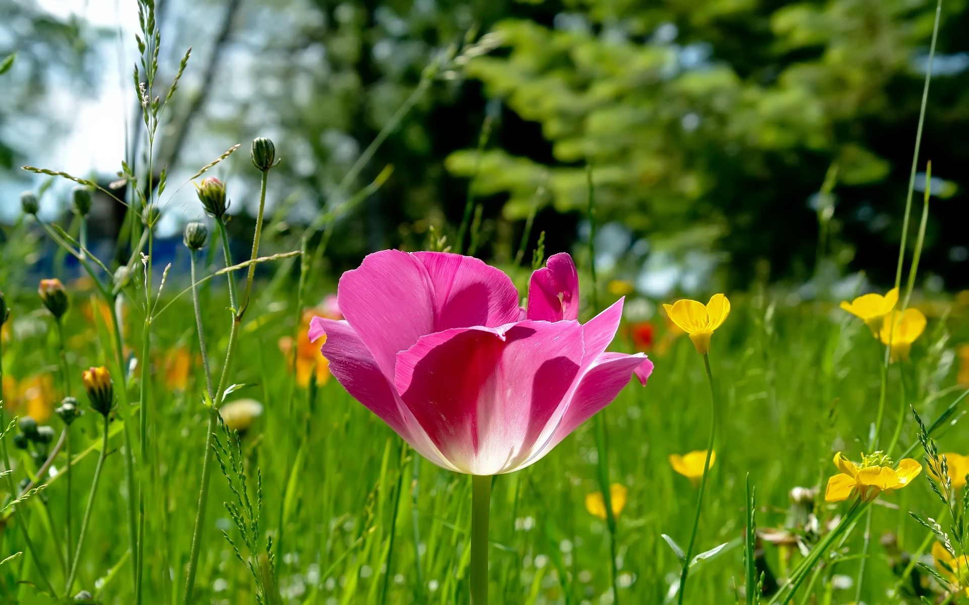 Dream Spring 2012   spring flowers Wallpapers   HD Wallpapers 96819 1920x1200