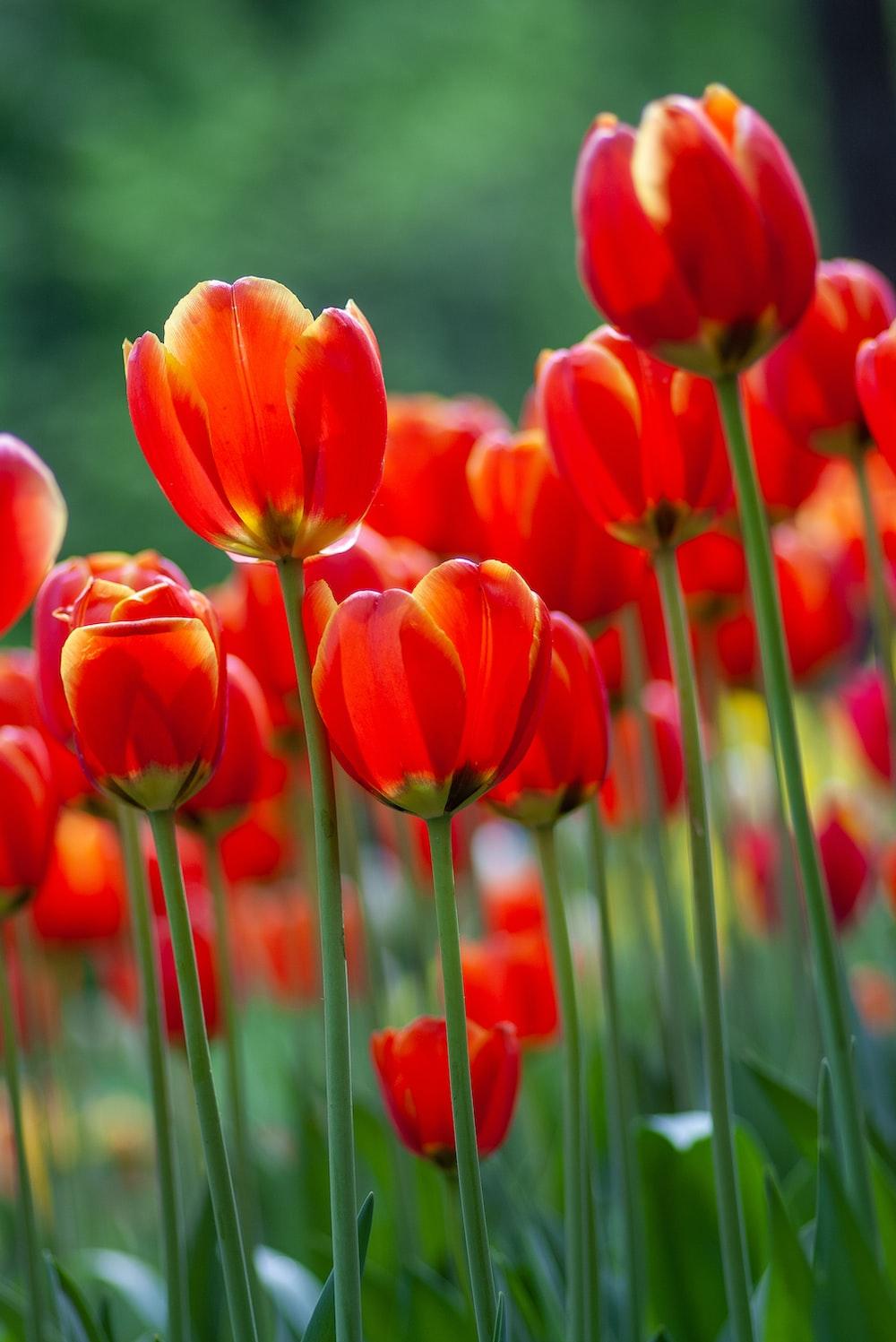 Red Tulip Flower Photo Spring Plants Image