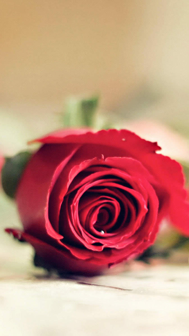 Red Rose Love iPhone Wallpaper HD
