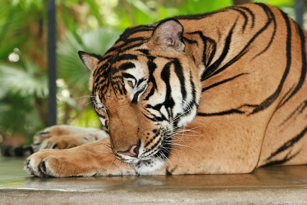 Sleeping Tiger Pictures Image