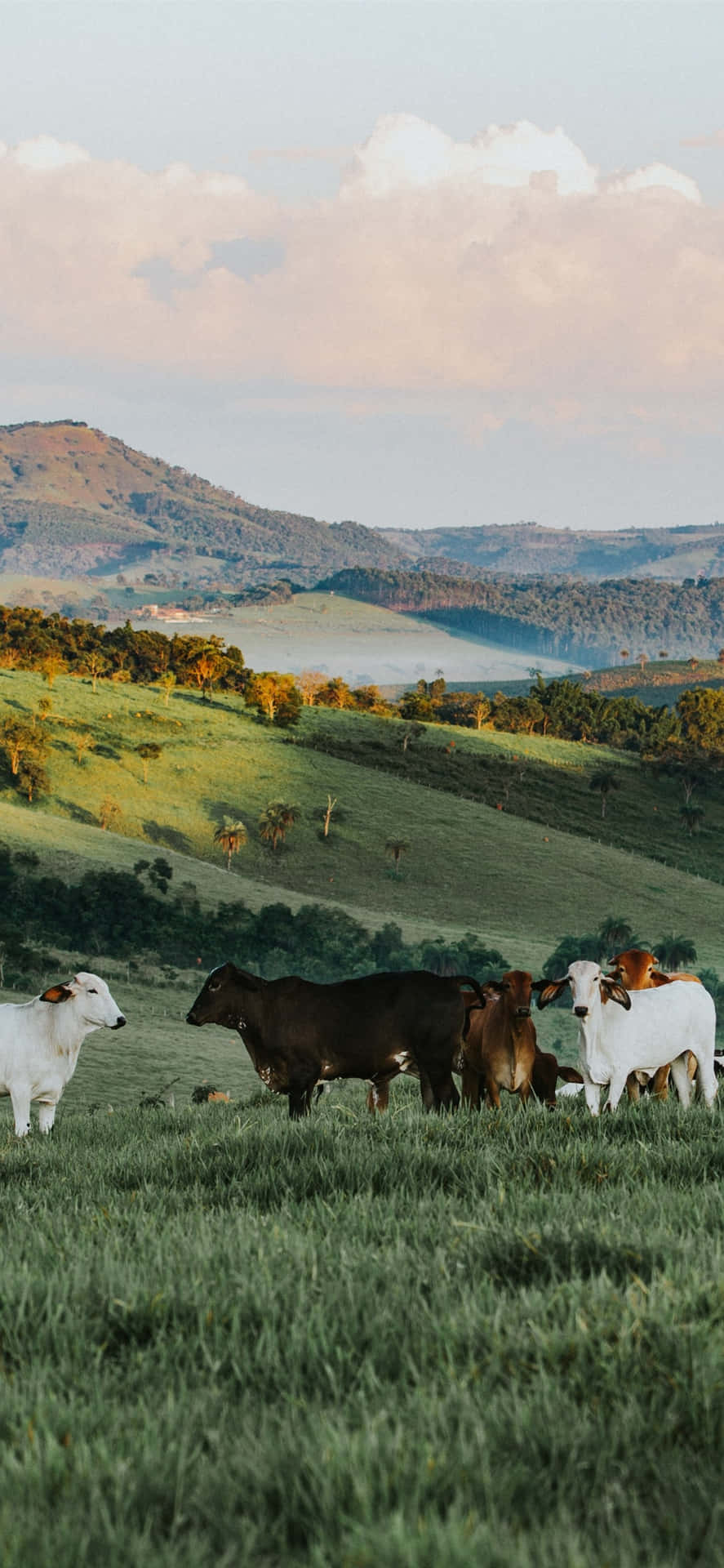 Ranch 3x0gv9e1c7v8flfh Wallpaper